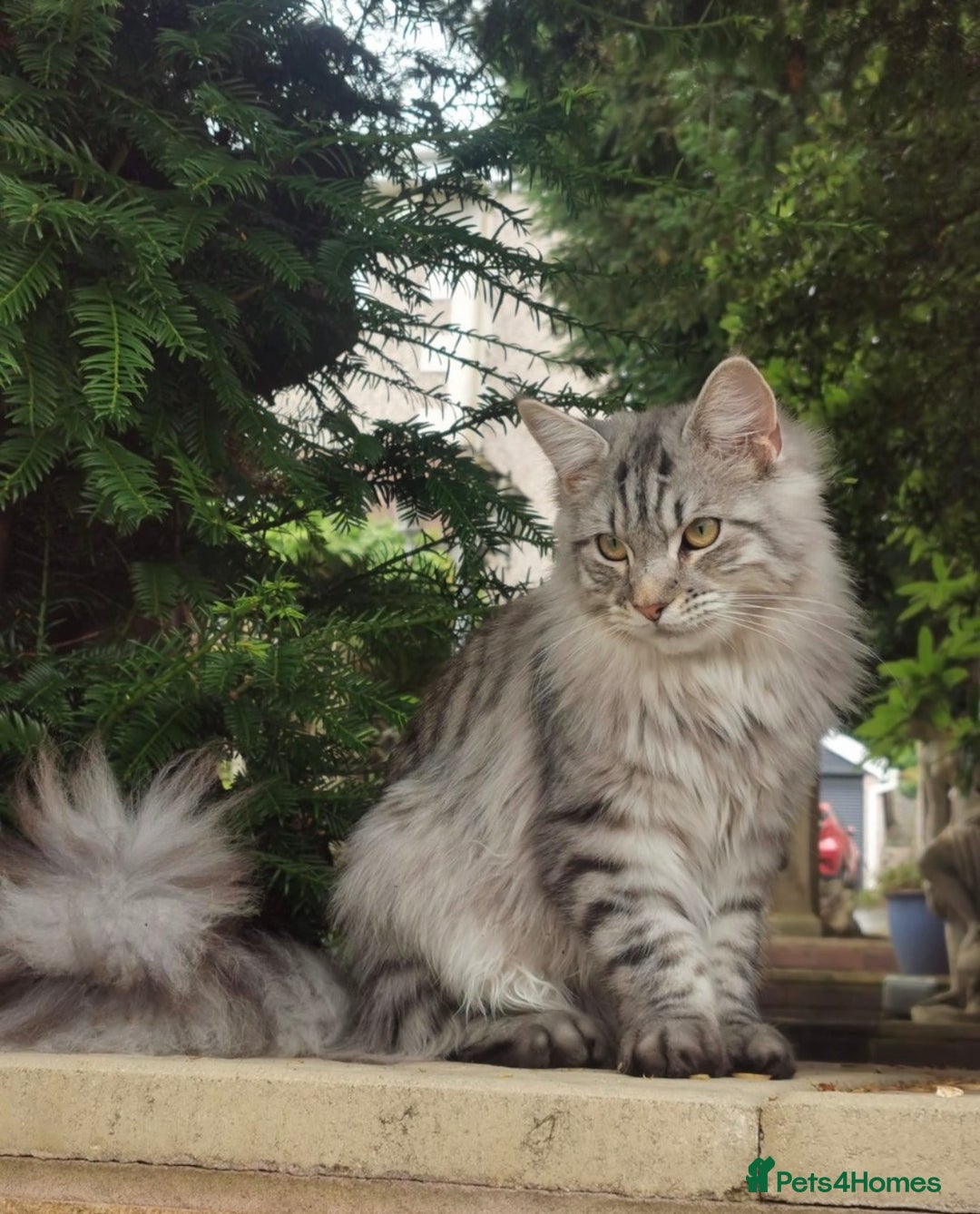 Mixed Breed cats for sale: Black Smoke Ragdoll X Maine Coon Kittens - Advert 8