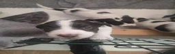Mixed Breed dogs for sale: Cindy Lou’s beautiful puppies in Gloucester - Advert 28