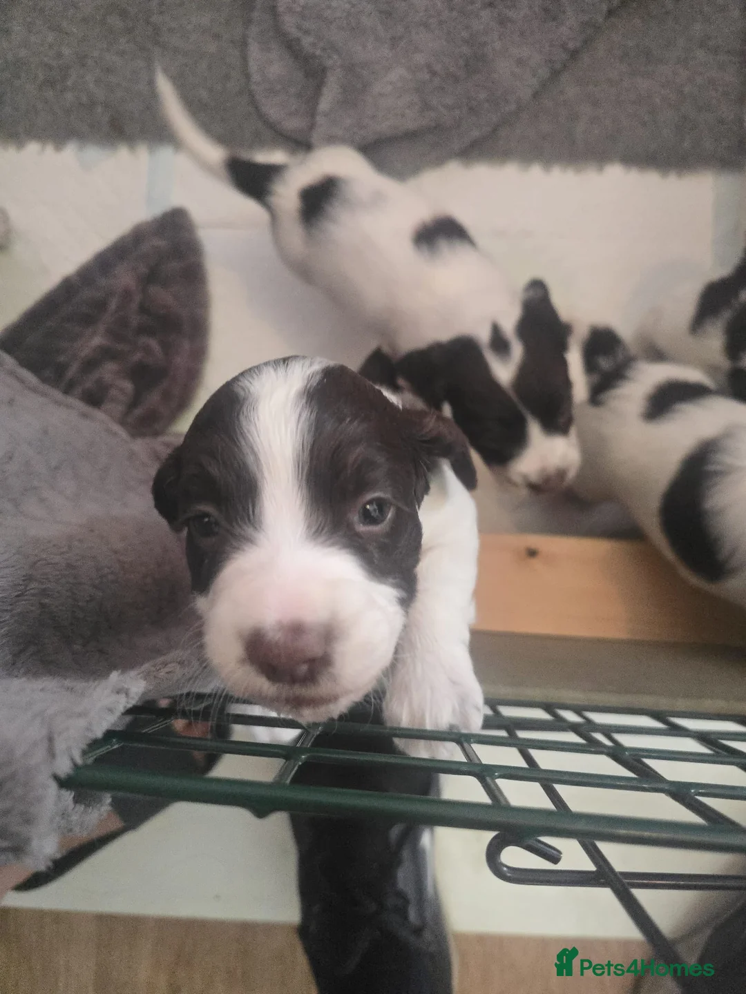 Mixed Breed dogs for sale: Cindy Lou’s beautiful puppies in Gloucester - Advert 28