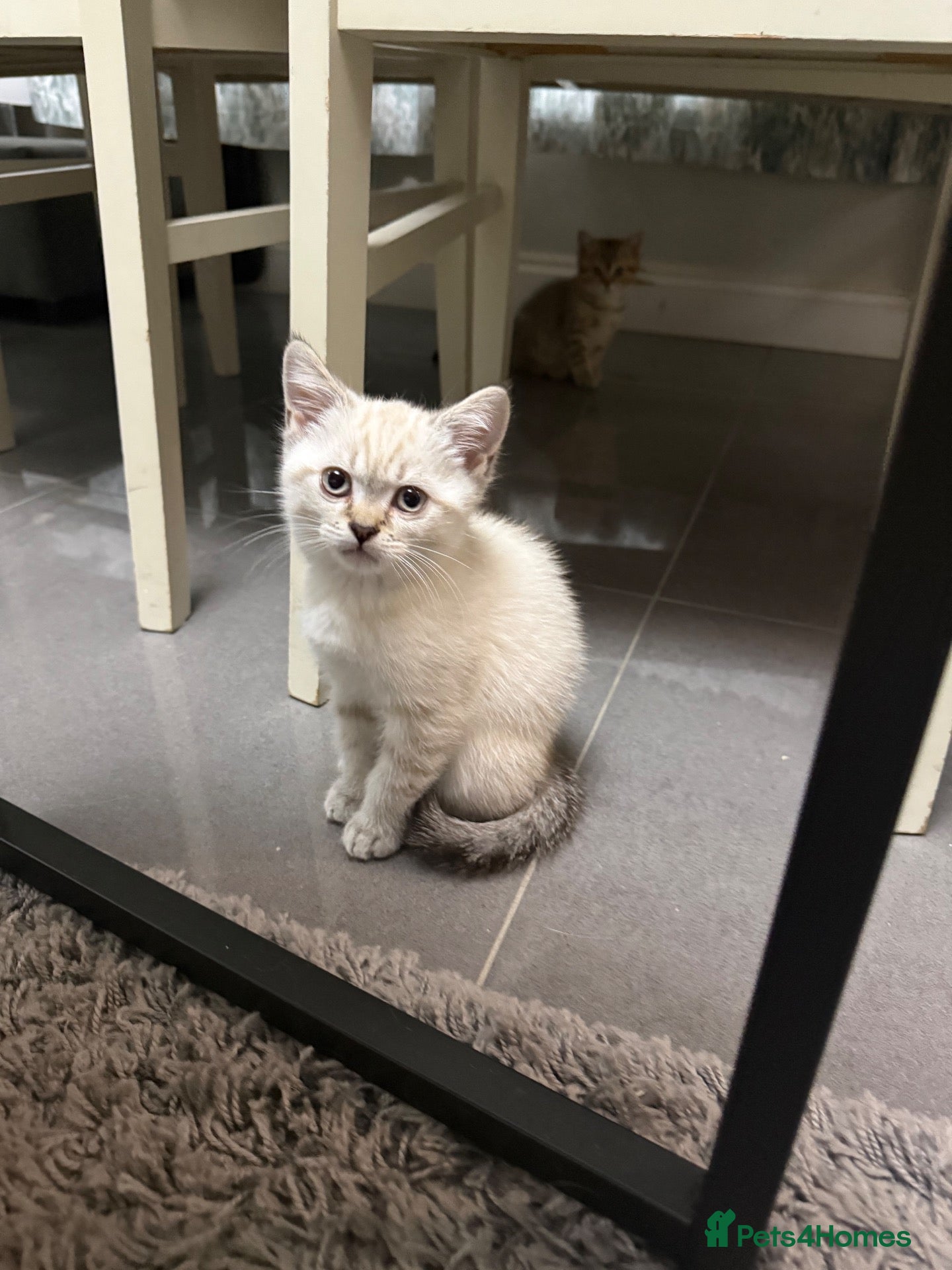 British Shorthair cats Amazing British Shorthair kitten - Advert 1