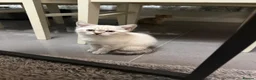 British Shorthair cats for sale: Amazing British Shorthair kitten - Advert 1