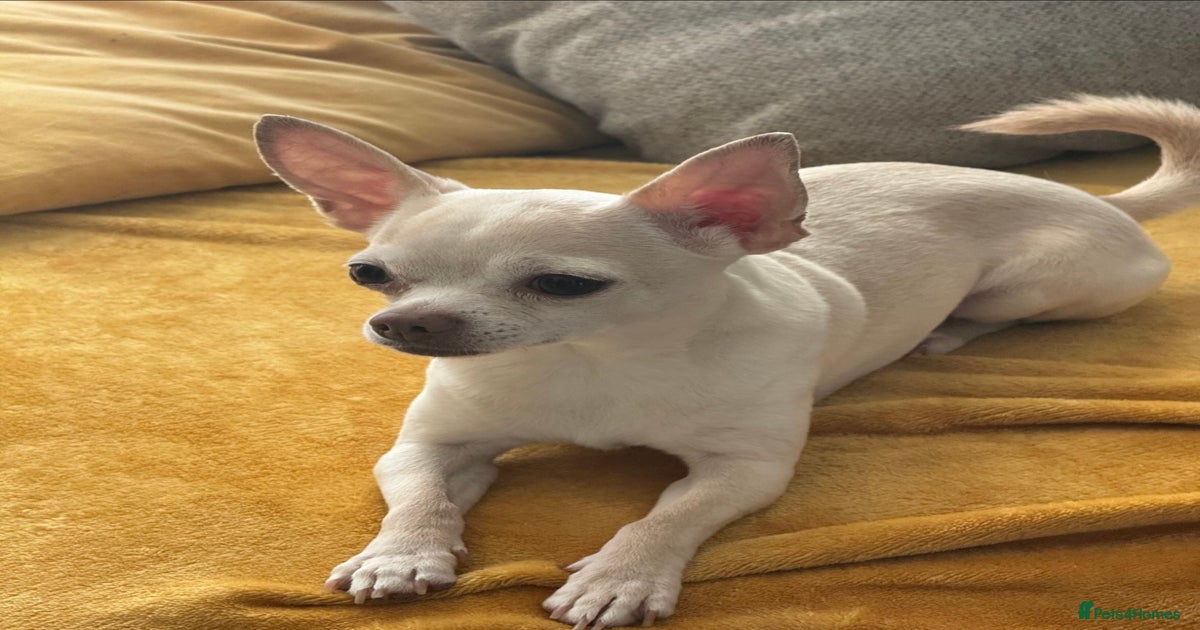 Pets4homes Pure Chihuahua Puppies Pure White Full Grown White