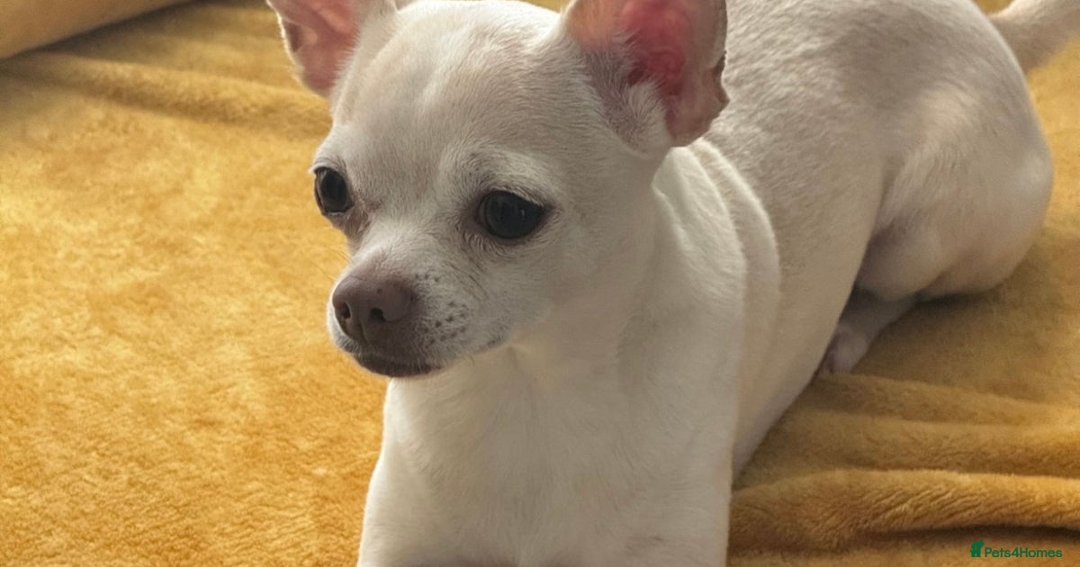 Pets4homes Pure Chihuahua Puppies Pure White Full Grown White