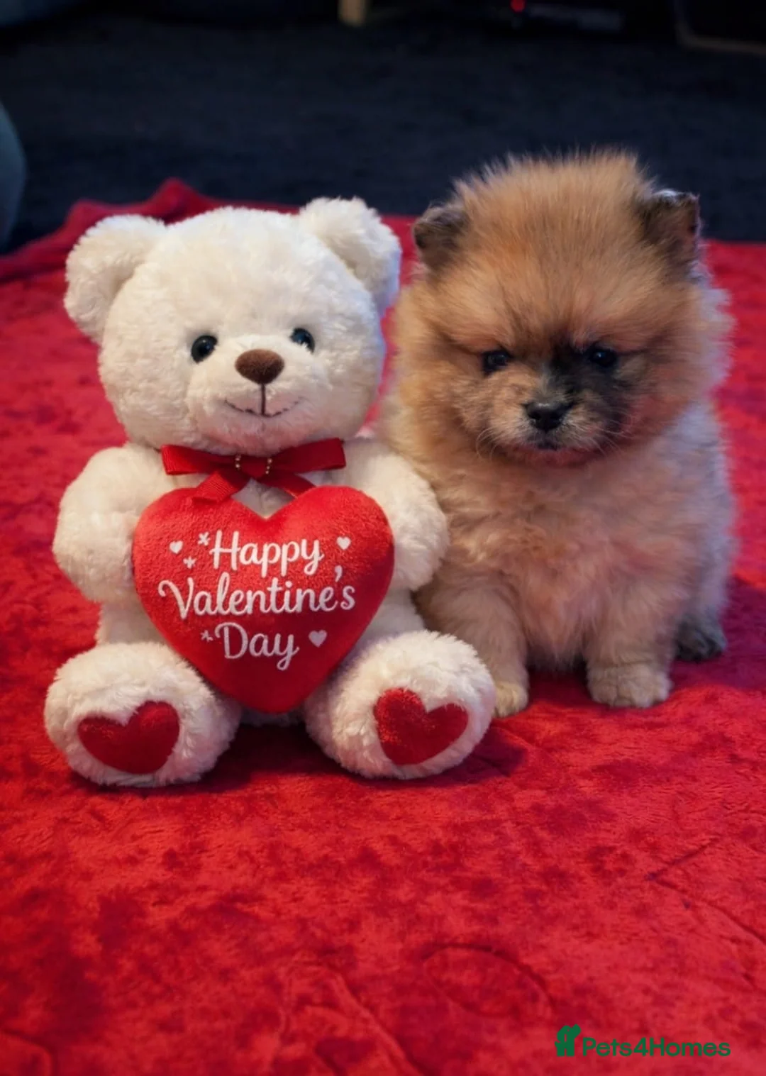 Pomeranian dogs for sale: Stunning Male Pomeranians - Advert 6