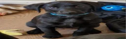 Labrador Retriever dogs for sale: Kc registered Labrador puppies  - Advert 9