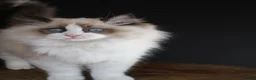 Ragdoll cats for sale: Beautiful Ragdoll kittens - Advert 5