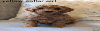 Cockapoo Puppy 5