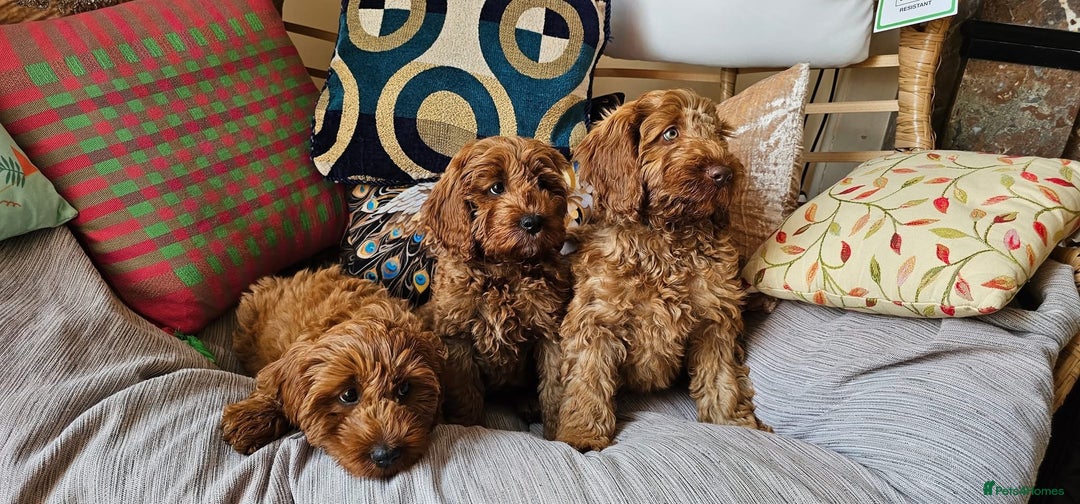 Cockapoo dogs for sale: Beautiful F1 Red Cockapoo Puppies - Image 1