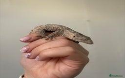 Gecko reptiles for sale: Baby Leachianus gecko x 2 for sale  - Image 4