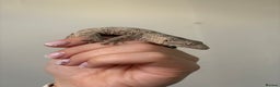 Gecko reptiles for sale: Baby Leachianus gecko x 2 for sale  - Advert 4