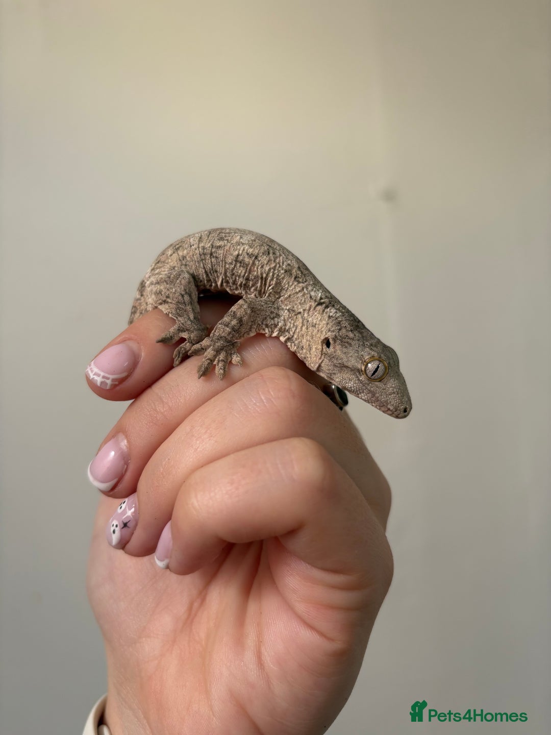 Gecko reptiles for sale: Baby Leachianus gecko x 2 for sale  - Image 4