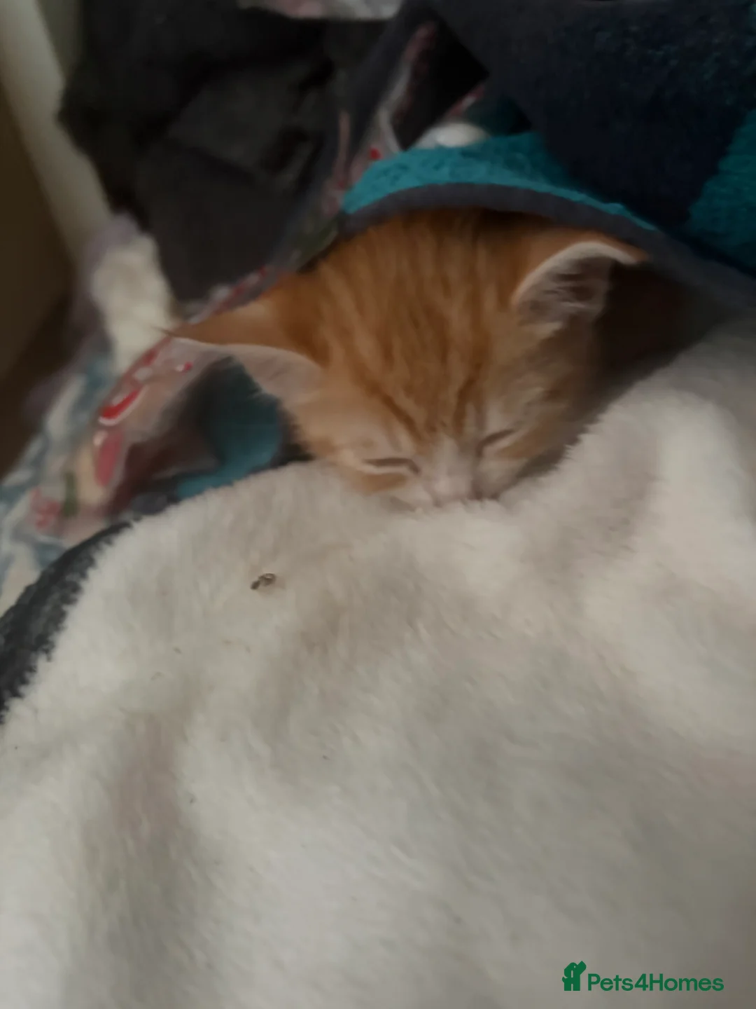 Mixed Breed cats for sale: Ginger and white kittens  - Advert 5