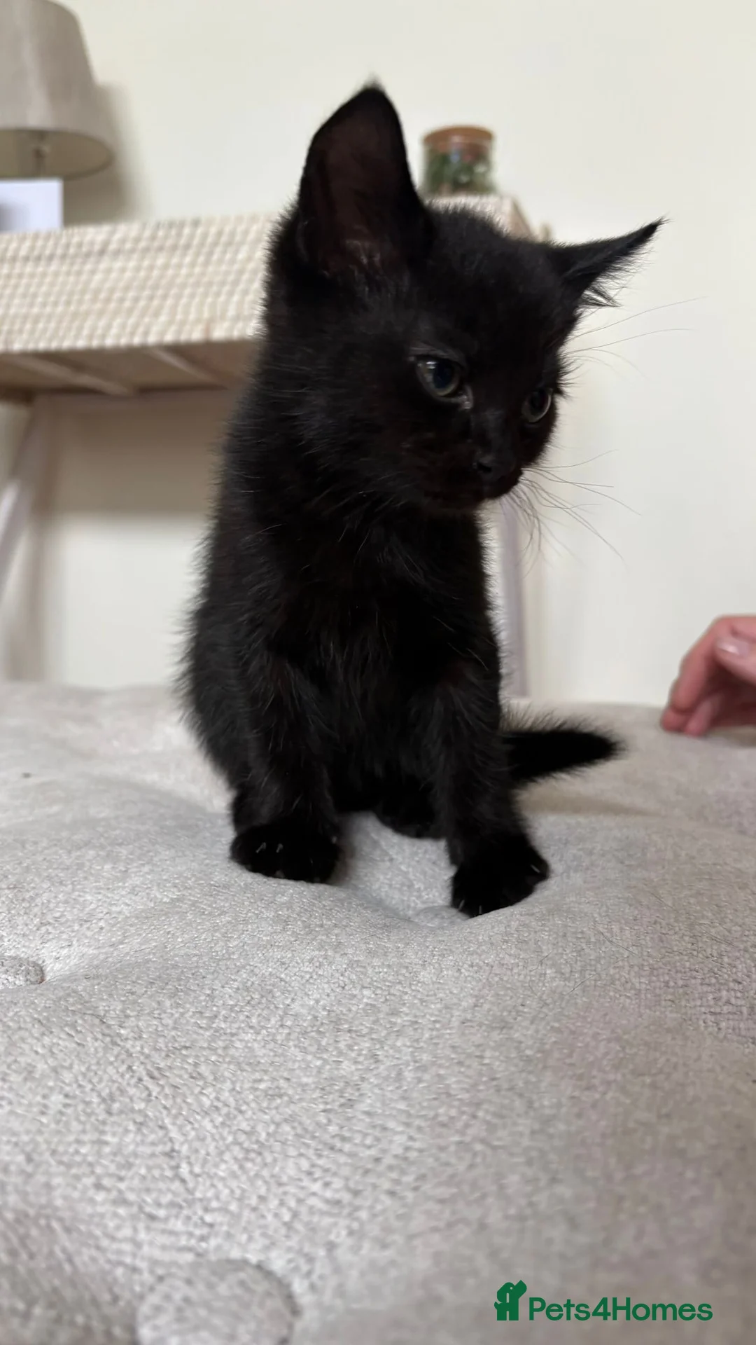 Mixed Breed cats for sale: Cute little black and white tuxedo kittens.  in Surbiton - Advert 2