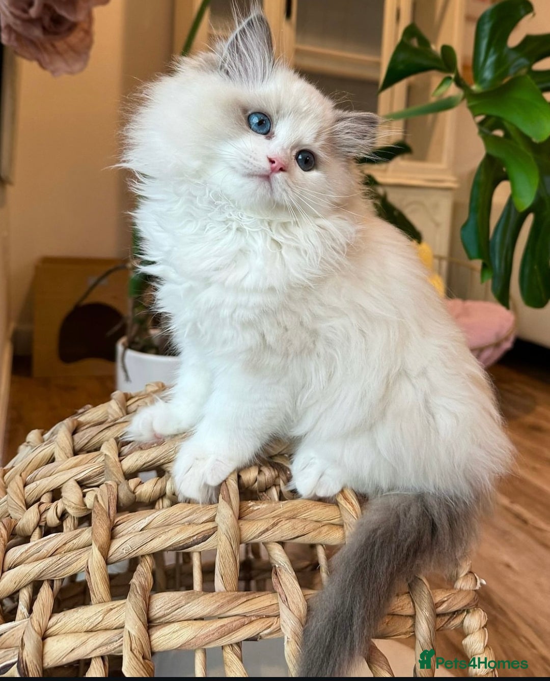 Ragdoll cats for sale: Cuddly Companion Ragdolls!! - Image 4