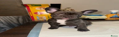 French Bulldog Puppy 2