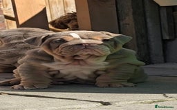 English Bulldog dogs for sale: 💥💥ENGLISH BULLDOG 💥💥 in Manchester - Image 2