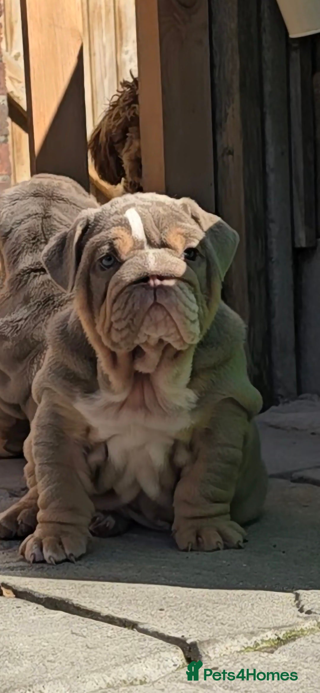 English Bulldog dogs for sale: 💥💥ENGLISH BULLDOG 💥💥 in Manchester - Image 2