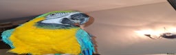 Macaws birds for sale: Monty the Macaw parrot - Advert 2
