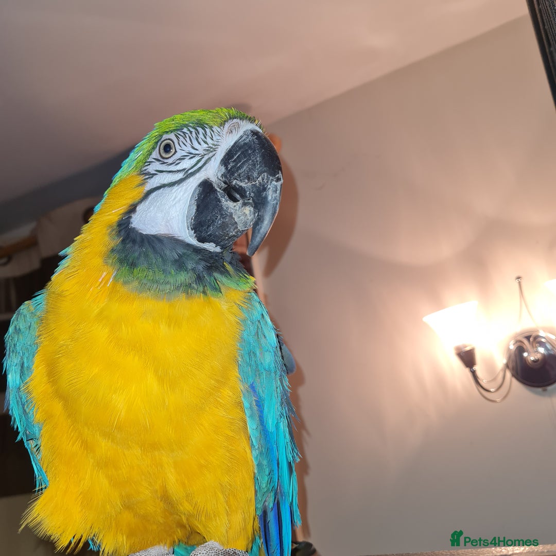 Macaws birds for sale: Monty the Macaw parrot - Advert 2