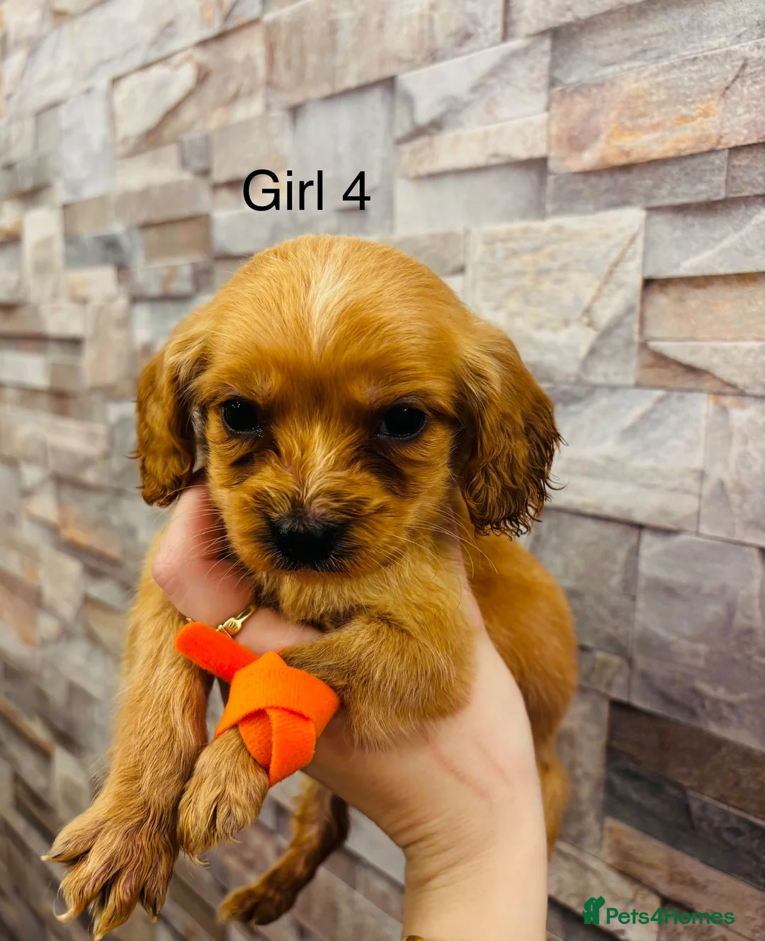 Cockapoo dogs for sale: adorable cockapoo puppies  - Advert 4