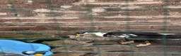 Ducks poultry for sale: 3 month old male Indian runner ducks  in Falkirk - Advert 9