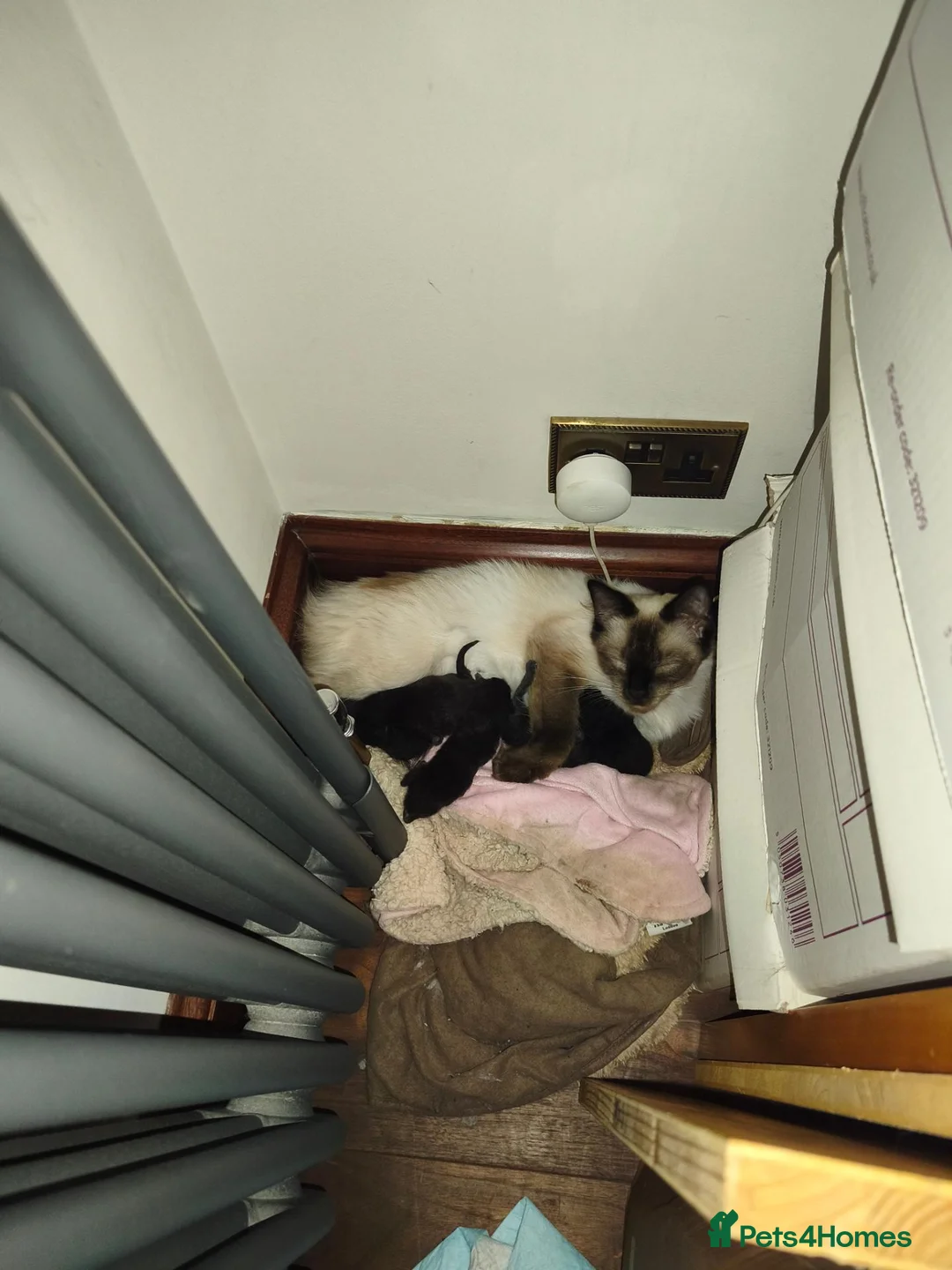 Mixed Breed cats for sale: Mixed ragdoll kittens , relaxed temperament  - Advert 1