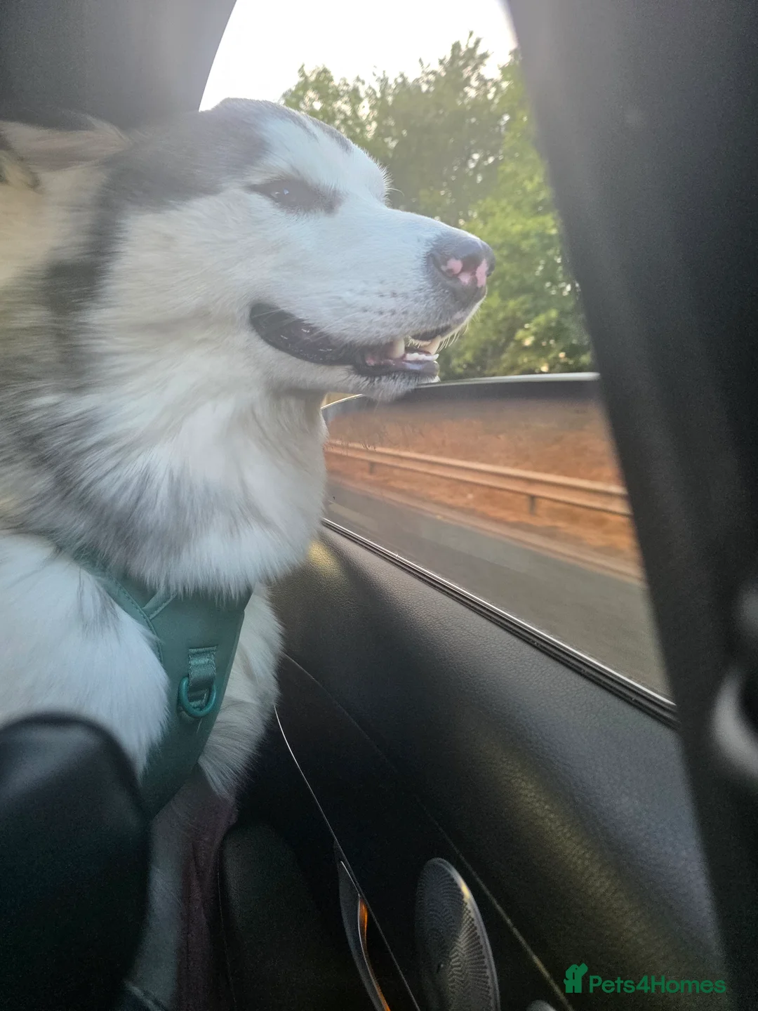 Alaskan Malamute dogs for sale: Alaskan malamute x husky  - Advert 2