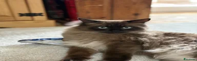 Ragdoll 1