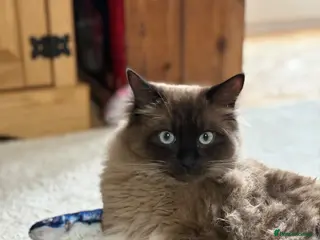 Ragdoll cats Mink Ragdoll - Advert 3