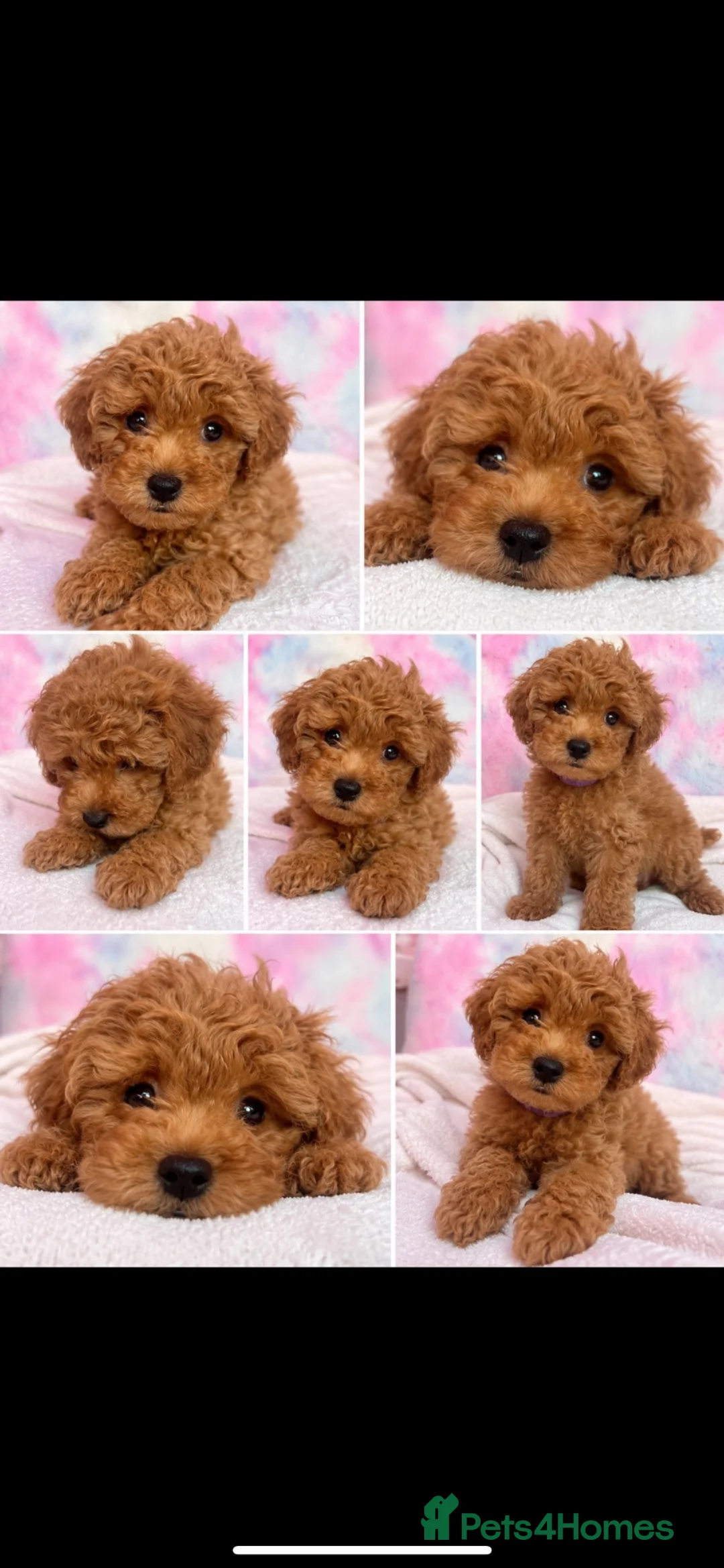 Cockapoo dogs for sale: Cockapoo  - Advert 1