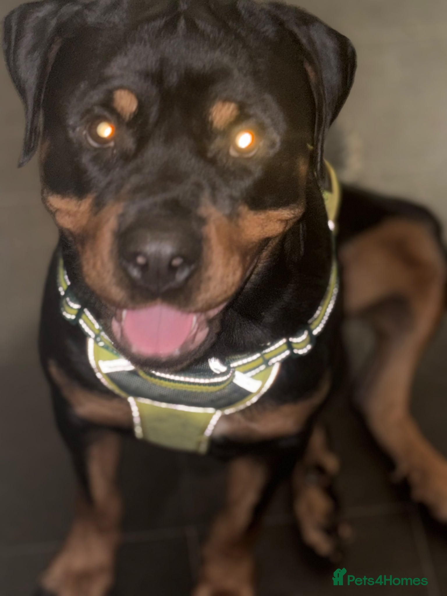 Rottweiler dogs for sale: Bullet  in London - Advert 2