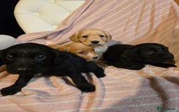 Cocker Spaniel dogs for sale: Beautiful Working KC Reg Cocker Spaniels Puppies - Advert 17