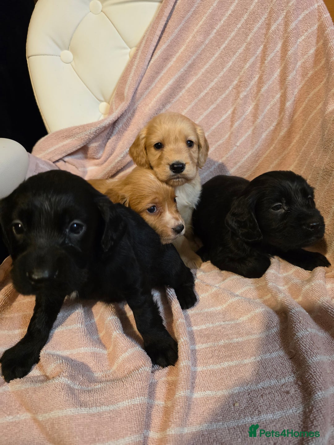 Cocker Spaniel dogs for sale: Beautiful Working KC Reg Cocker Spaniels Puppies - Advert 17