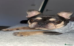 French Bulldog dogs for sale: Fluffy French bulldog male  - Image 1