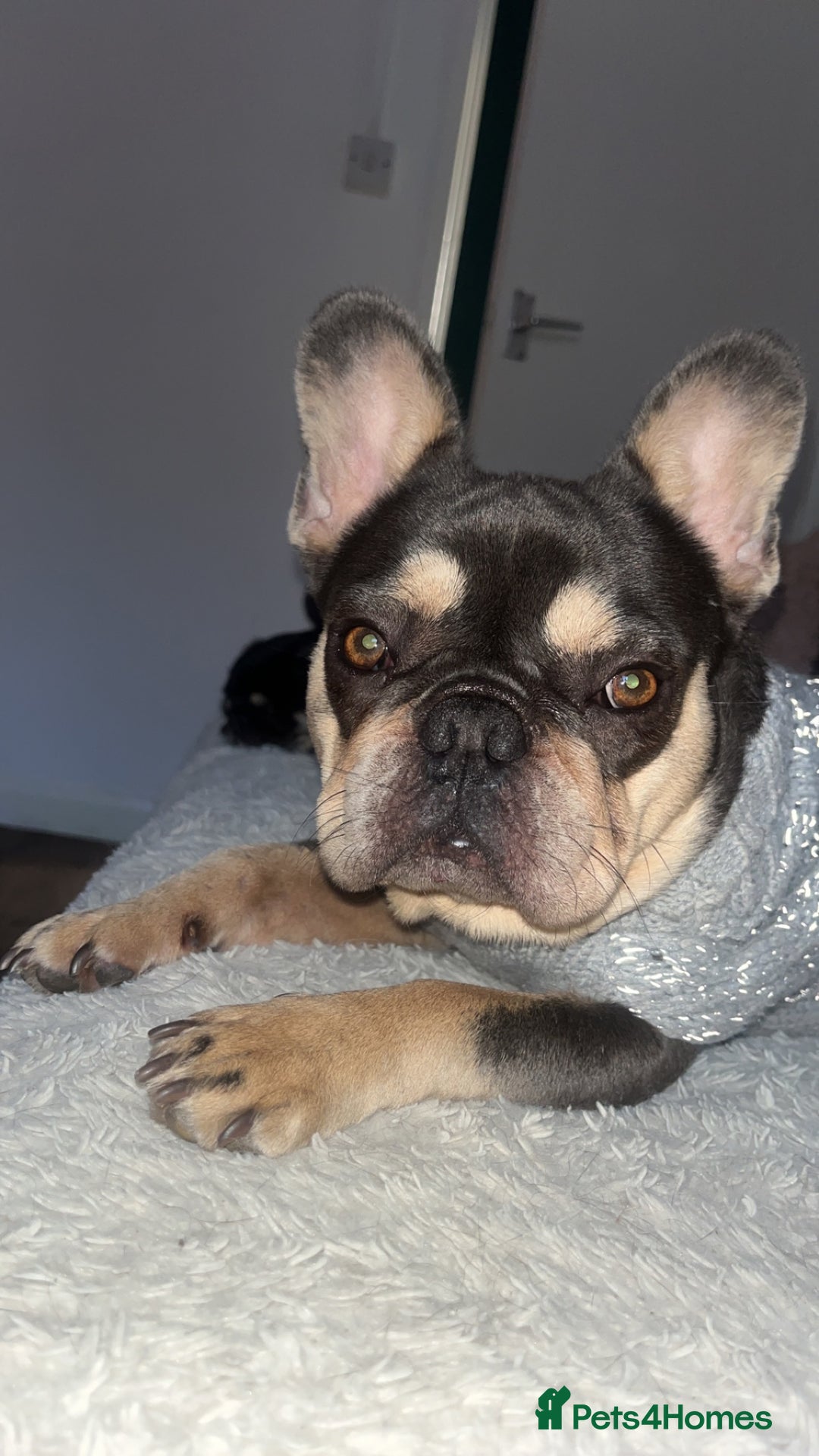 French Bulldog dogs for sale: Fluffy French bulldog male  - Image 1