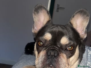 French Bulldog dogs for sale - Advert 1