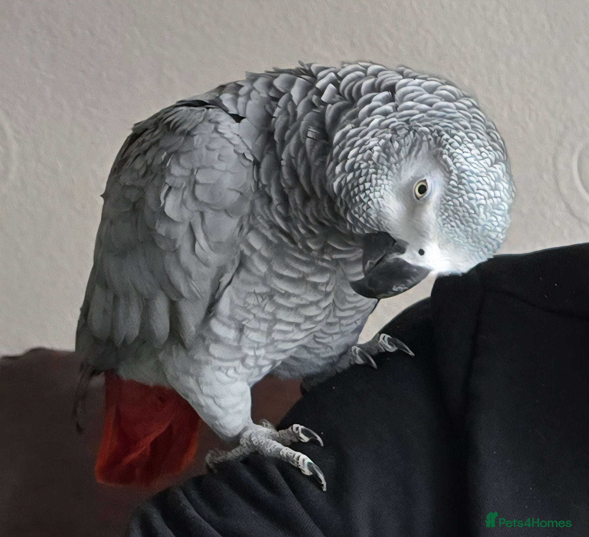 Parrots birds Female African Grey for sale - Advert 1