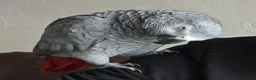 Parrots birds for sale: Female African Grey for sale in Stoke-on-Trent - Advert 1