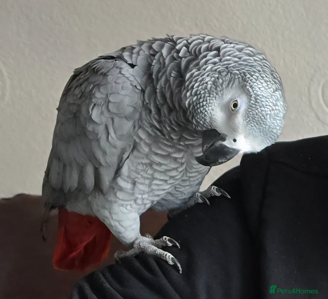 Parrots birds for sale: Female African Grey for sale in Stoke-on-Trent - Advert 1
