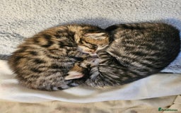 Bengal cats for sale: Elven Bengals - Image 33