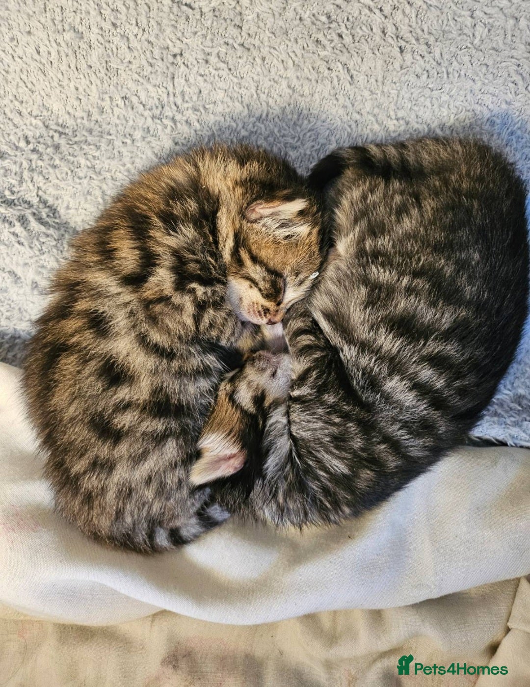 Bengal cats for sale: Elven Bengals - Image 33