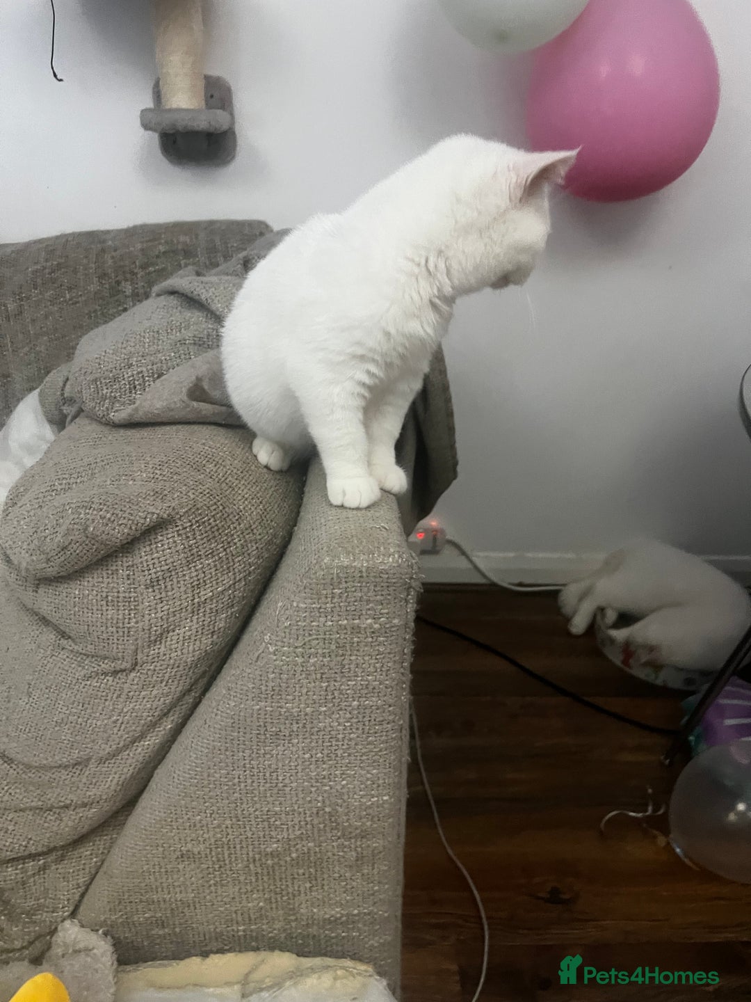 British Shorthair cats for sale: Last 2 stunning kittens BSH ready now - Advert 11