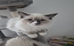Ragdoll cats for sale: Pure Blue Point Ragdoll Mitted Male - Image 3
