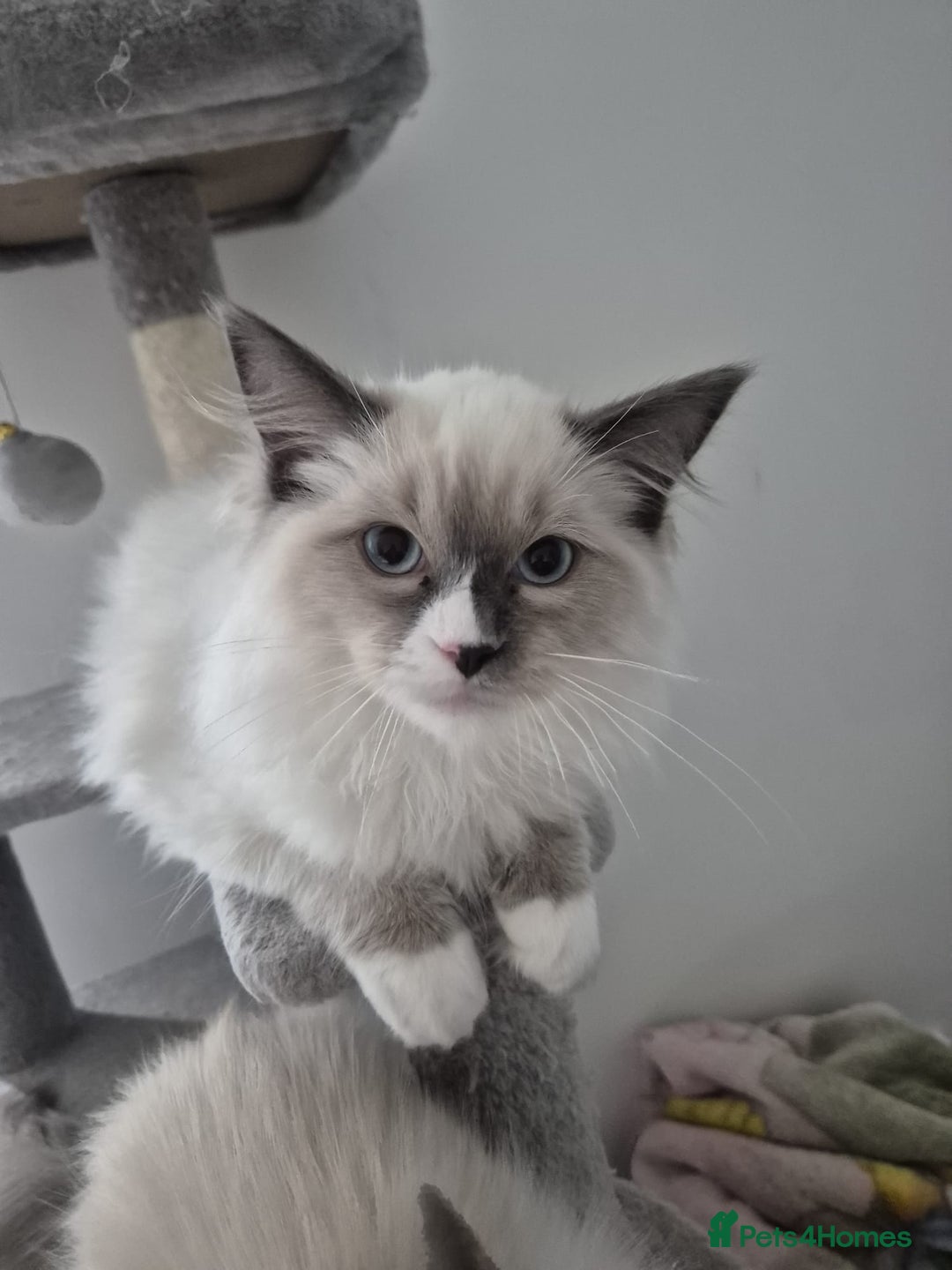 Ragdoll cats for sale: Pure Blue Point Ragdoll Mitted Male - Image 3