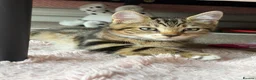 Mixed Breed cats for sale: Male tabby cat looking for new home 🏠  - Advert 5