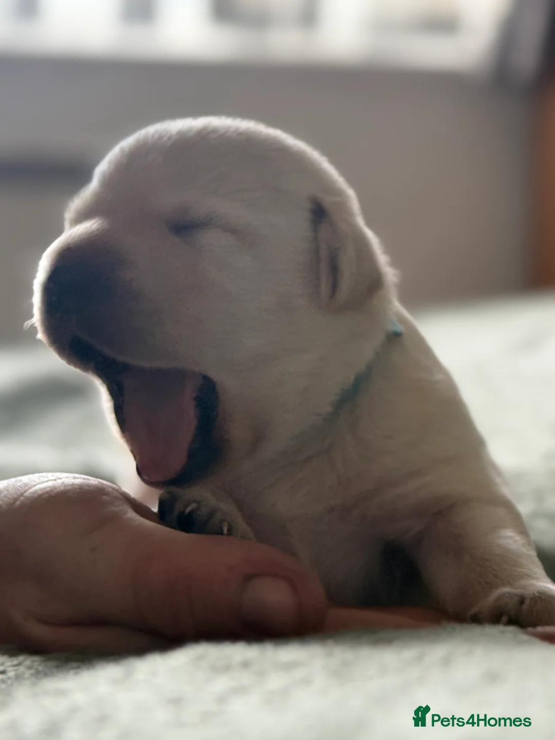 Labrador Retriever dogs for sale: Labrador puppies  - Advert 2