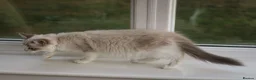 Ragdoll cats for sale: Tica Registered 💎 Ragdoll Kittens - Advert 5