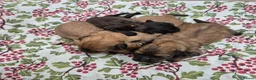 Shihpoo dogs for sale: Shihpoo Puppies - Advert 1