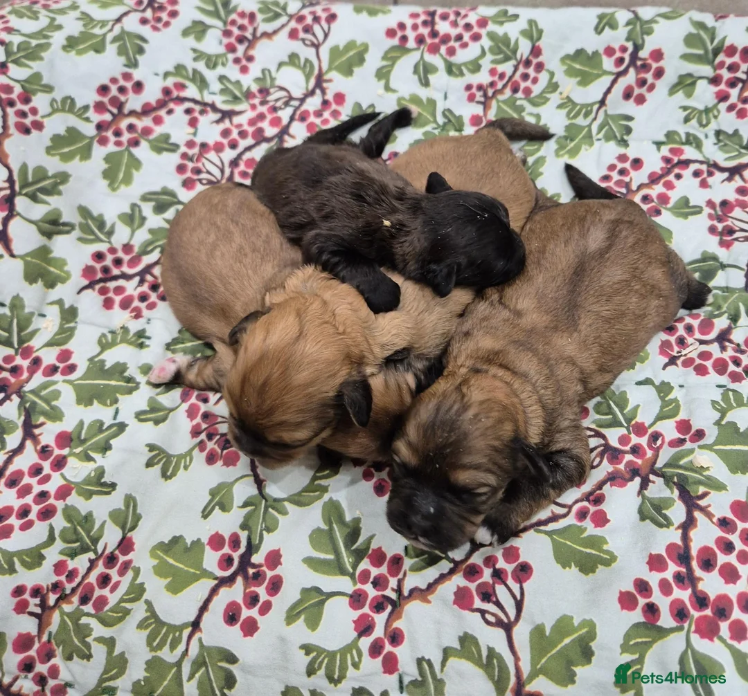 Shihpoo dogs for sale: Shihpoo Puppies - Advert 1