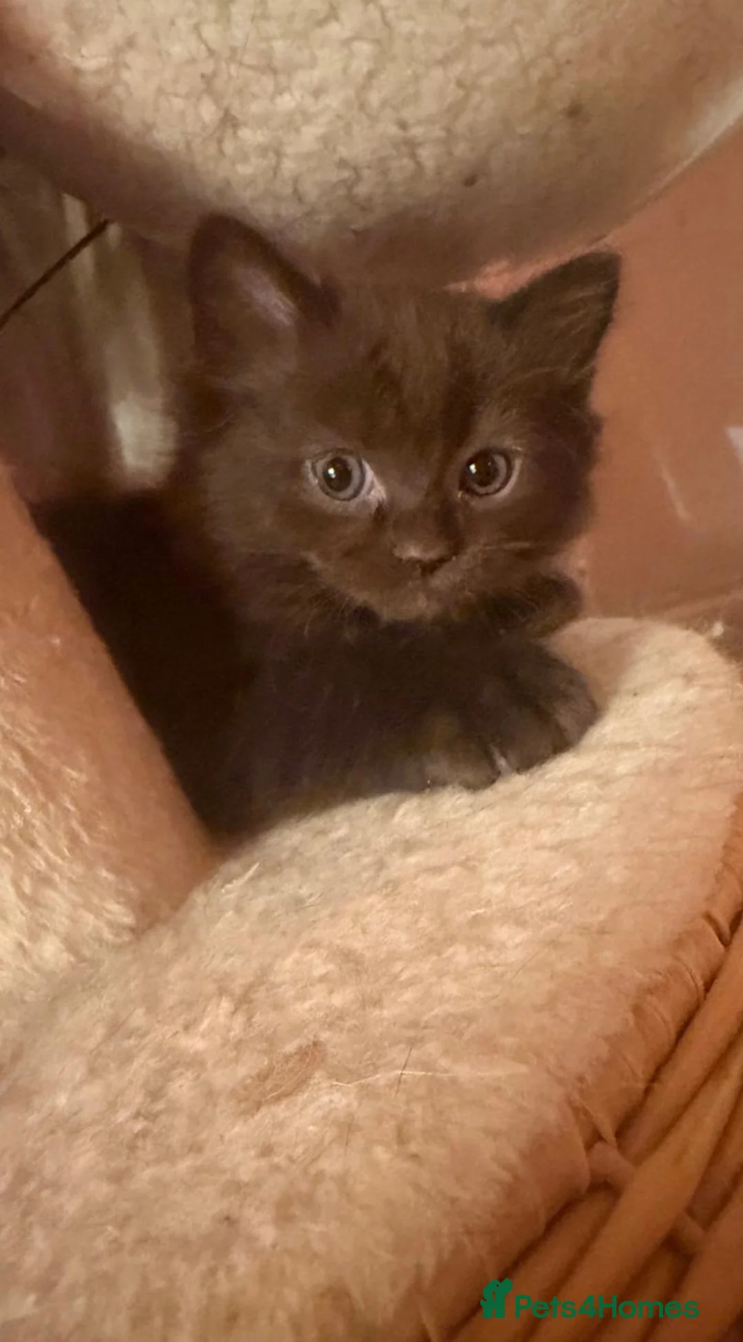 Ragdoll cats for sale: Adorable unique brown Ragdoll kitten  - Advert 1